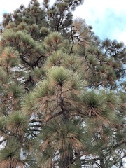 Pinus coulteri
