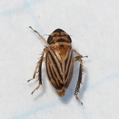 Anoscopus flavostriatus