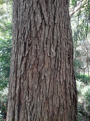 Lophostemon suaveolens