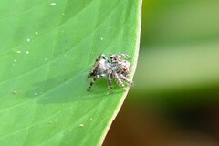 Anarrhotus fossulatus