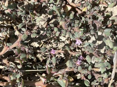 Trianthema portulacastrum