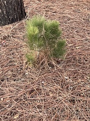 Pinus coulteri