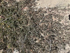 Trianthema portulacastrum