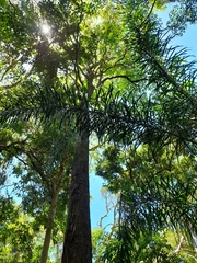 Lophostemon suaveolens