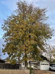 Carya illinoinensis