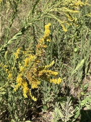 Solidago chilensis
