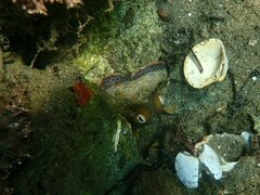 Octopus bimaculoides