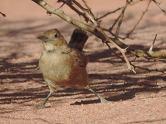 Pseudoseisura gutturalis