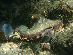 Octopus bimaculoides