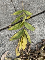 Carya illinoinensis