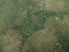 Octopus bimaculoides