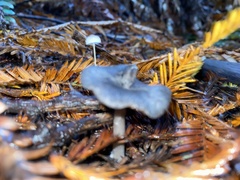 Entoloma serrulatum