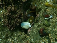 Octopus bimaculoides