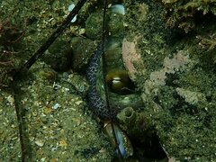 Octopus bimaculoides