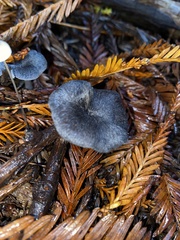 Entoloma serrulatum
