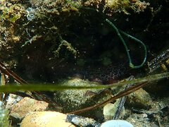 Octopus bimaculoides