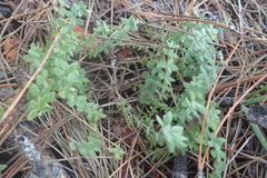 Galium californicum