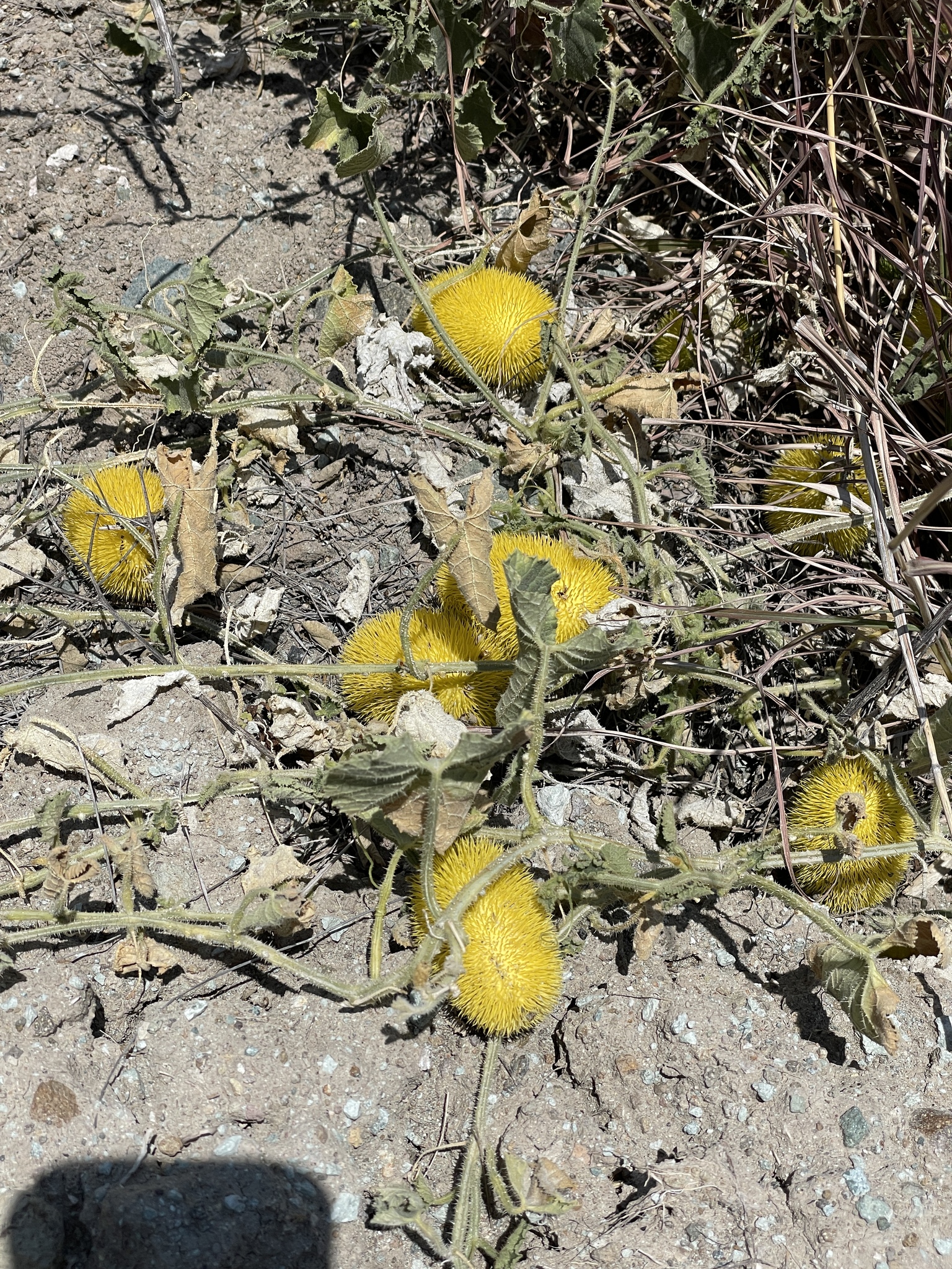 Cucumis dipsaceus image