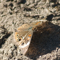 Junonia coenia coenia