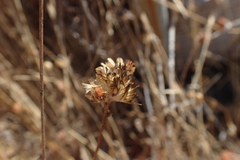 Gilia capitata pacifica