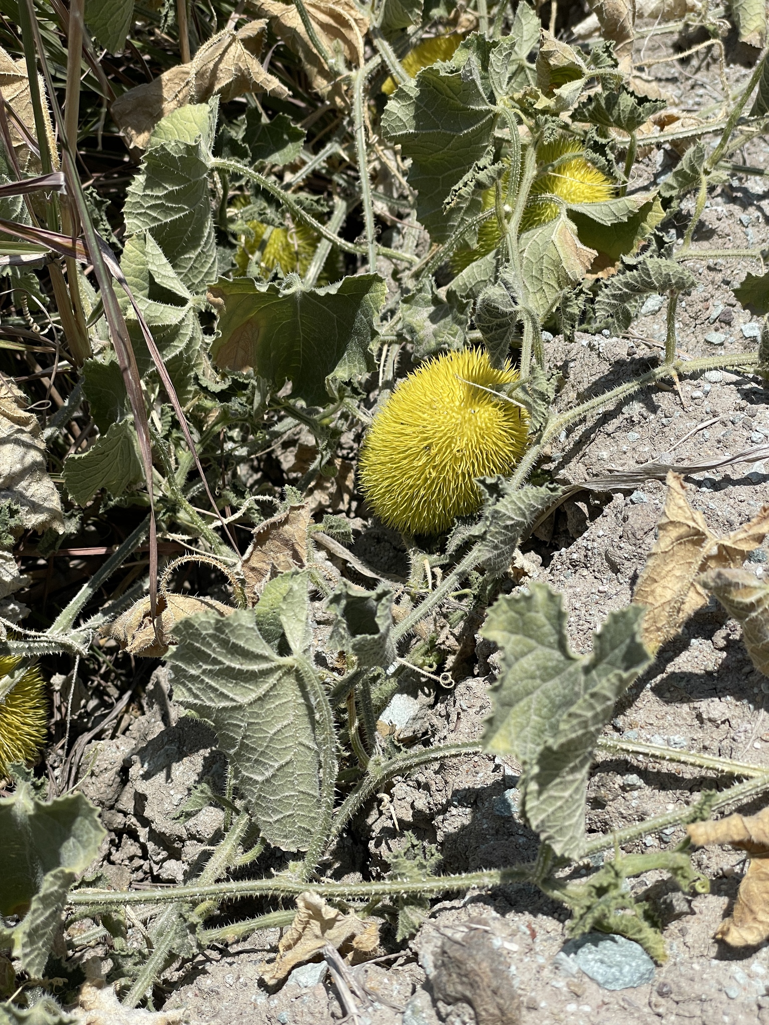 Cucumis image