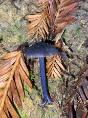 Entoloma serrulatum