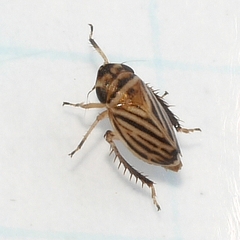 Anoscopus flavostriatus