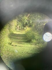 Lagomorpha