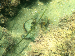 Octopus bimaculoides