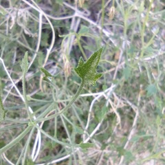Pleurocoronis pluriseta