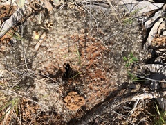 Meranoplus diversus