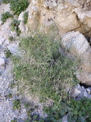 Pleurocoronis pluriseta