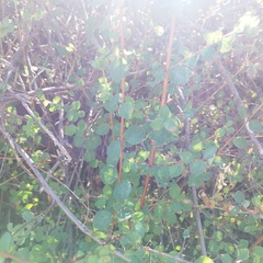 Symphoricarpos microphyllus
