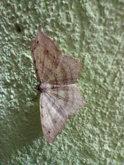 Lepidoptera