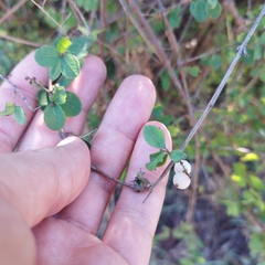 Symphoricarpos microphyllus