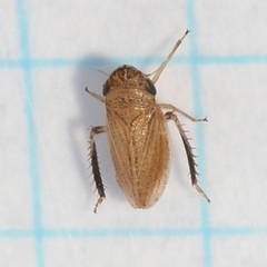 Anoscopus flavostriatus