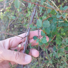 Symphoricarpos microphyllus