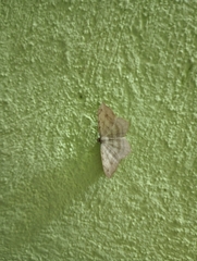 Lepidoptera