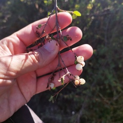 Symphoricarpos microphyllus