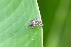 Anarrhotus fossulatus