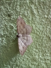 Lepidoptera