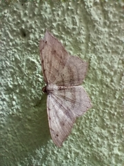 Lepidoptera