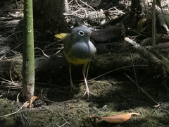 Oporornis agilis