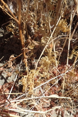 Gilia capitata pacifica