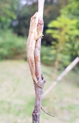 Anolis humilis