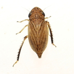 Aphrodini
