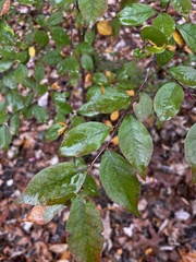 Planera aquatica