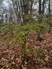 Planera aquatica