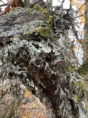 Ramalina fraxinea