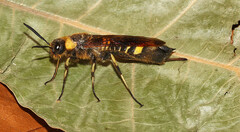 Eriotremex formosanus